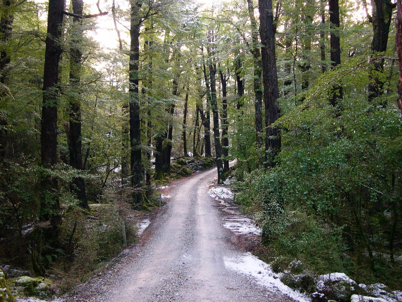 Routeburn Guided Walk Half Day - Photo 1 of 4